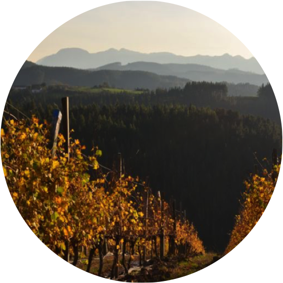 Dmc Basque Nature - Shortleaf Black Spruce (559x558), Png Download