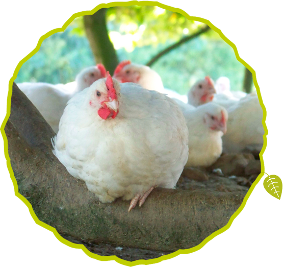 Respect For The Animal - Respect (555x523), Png Download