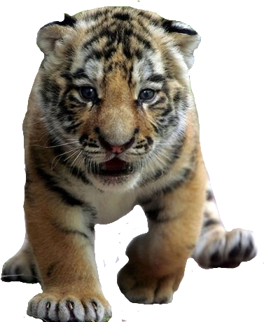 Png Library Download Image Cub Png Moshi Monsters Wiki - Tigre Bebe (405x478), Png Download