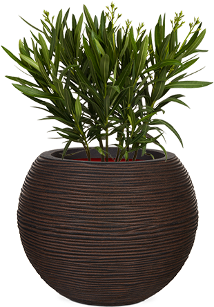 Capi Nature Rib - Flowerpot (310x470), Png Download