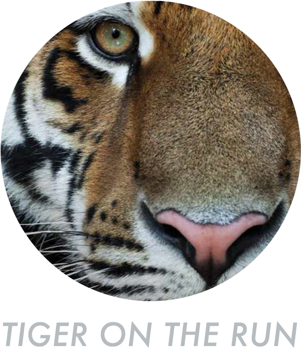 And Many, Many More - Tiger (800x800), Png Download