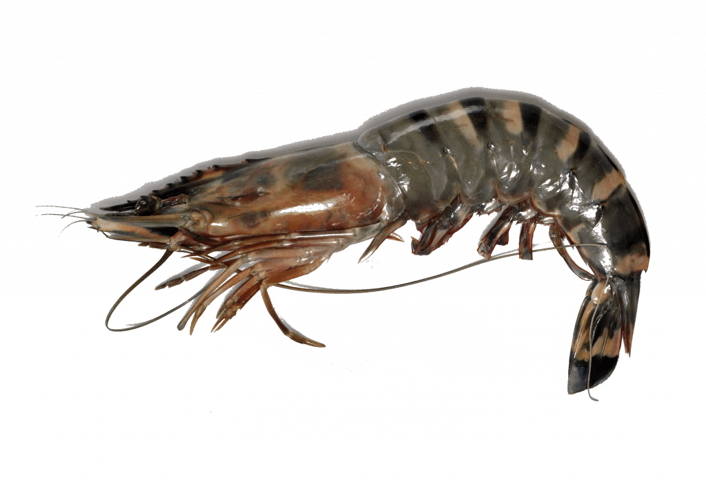 Giant Tiger Prawn Copie - Giant Tiger Prawn (1024x722), Png Download