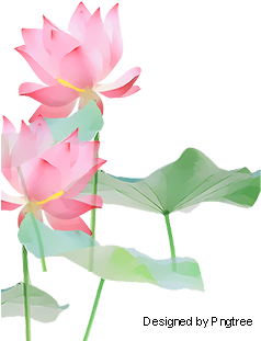 Lotus, Lotus, Flowers, Flower Png And Psd - Lotus (360x360), Png Download