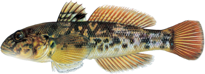 Round Goby Fish - Round Goby (661x240), Png Download