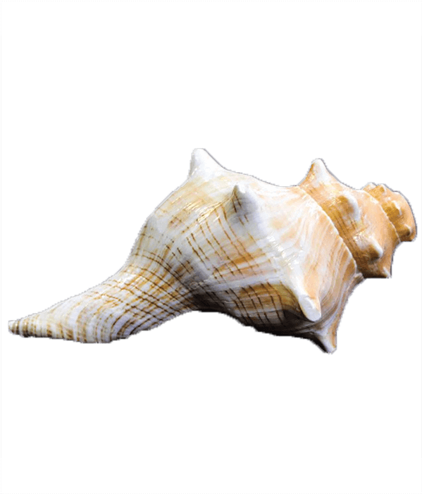 Sold Times - Conch (700x700), Png Download