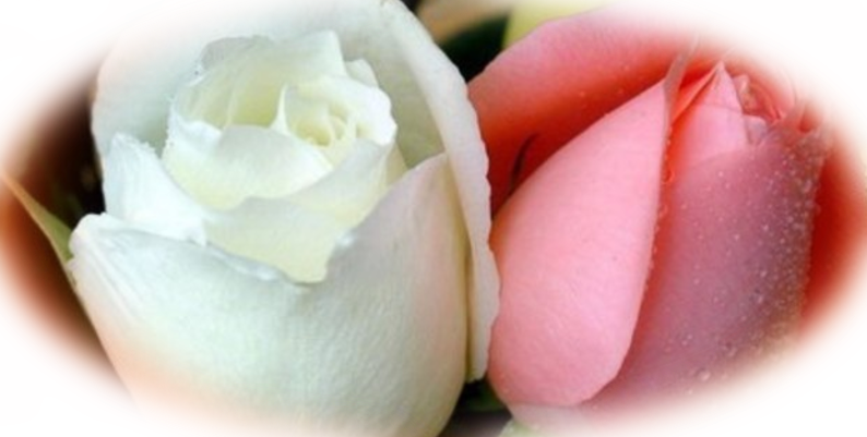 Posted By Chandreeka Groodoyal At - Love Hd Beautiful Rose (794x401), Png Download