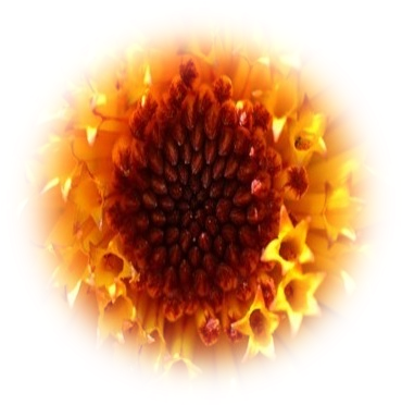 Posted By Chandreeka Groodoyal At - Sunflower (398x400), Png Download