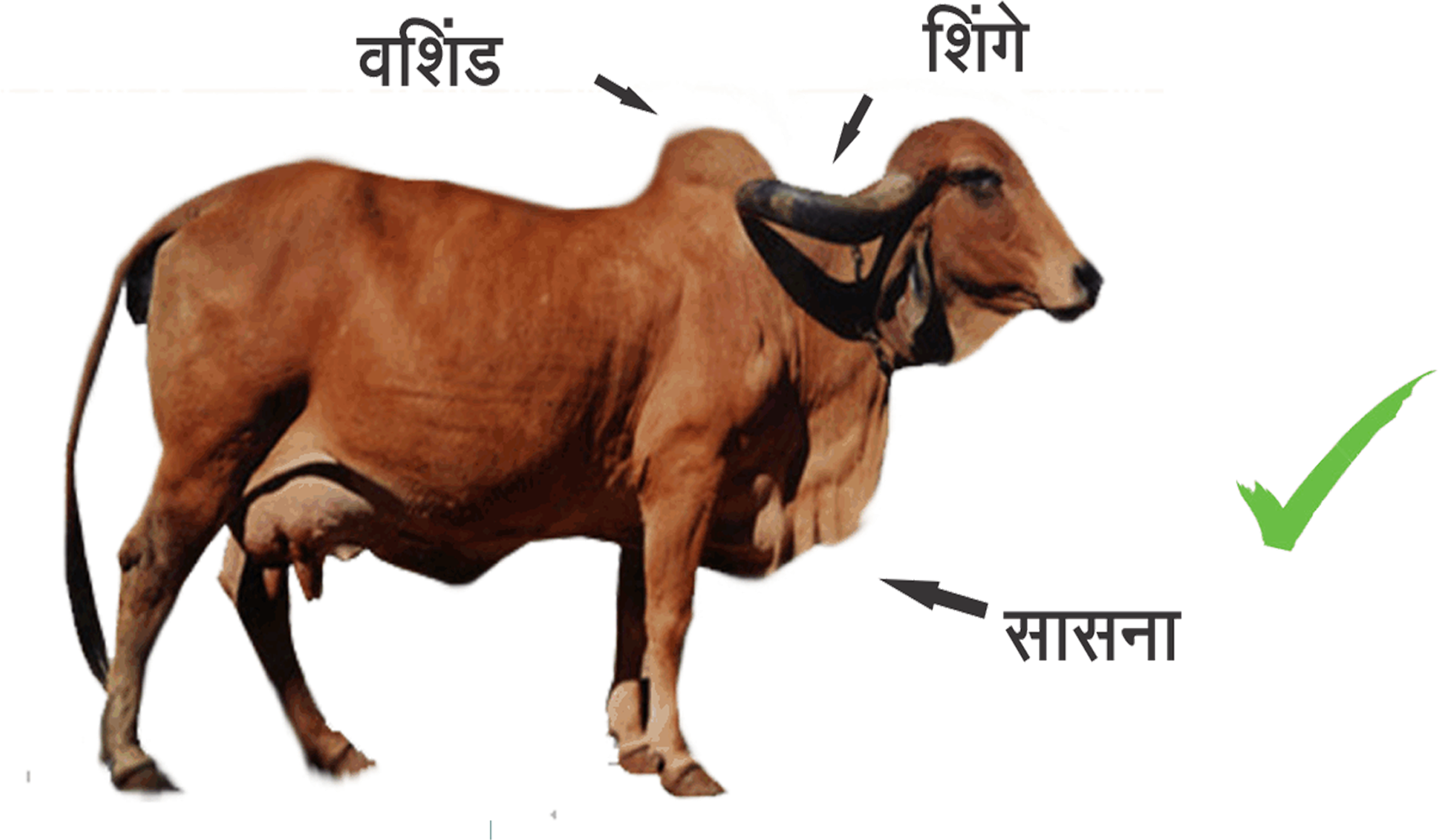Indian Breed Cows - Difference Between Indian And Foreign Cows (2756x2015), Png Download