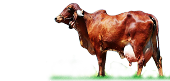 Pure Gir Cow Price - Gir Cow Information In Marathi (544x260), Png Download
