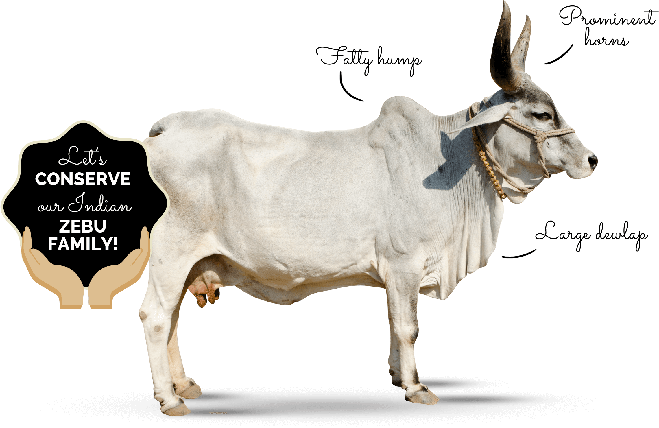 Why-zebu - Humped Cow Png (2390x1556), Png Download