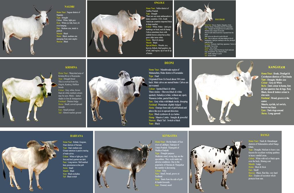 Following Are A Few Indian Gau & Bull Pictures, It - Indian White Colour Cow (1026x674), Png Download
