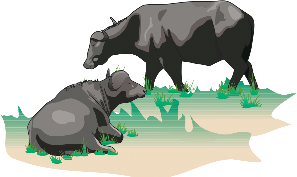 Buffalo - Buffalo Dairy Farm Logo (1200x709), Png Download