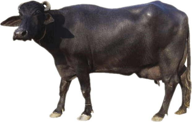 Sourced From Indian Buffalo Breeds - Bull Png (620x394), Png Download