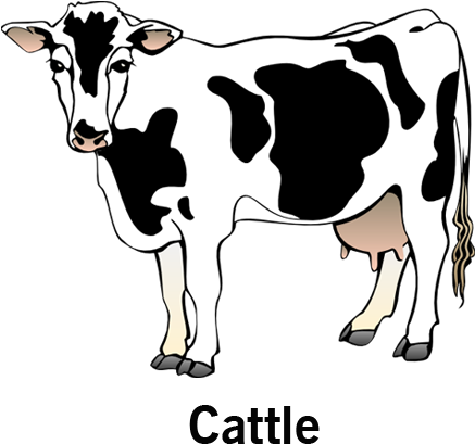 Our Products - Cattle - Cow Clipart (500x500), Png Download