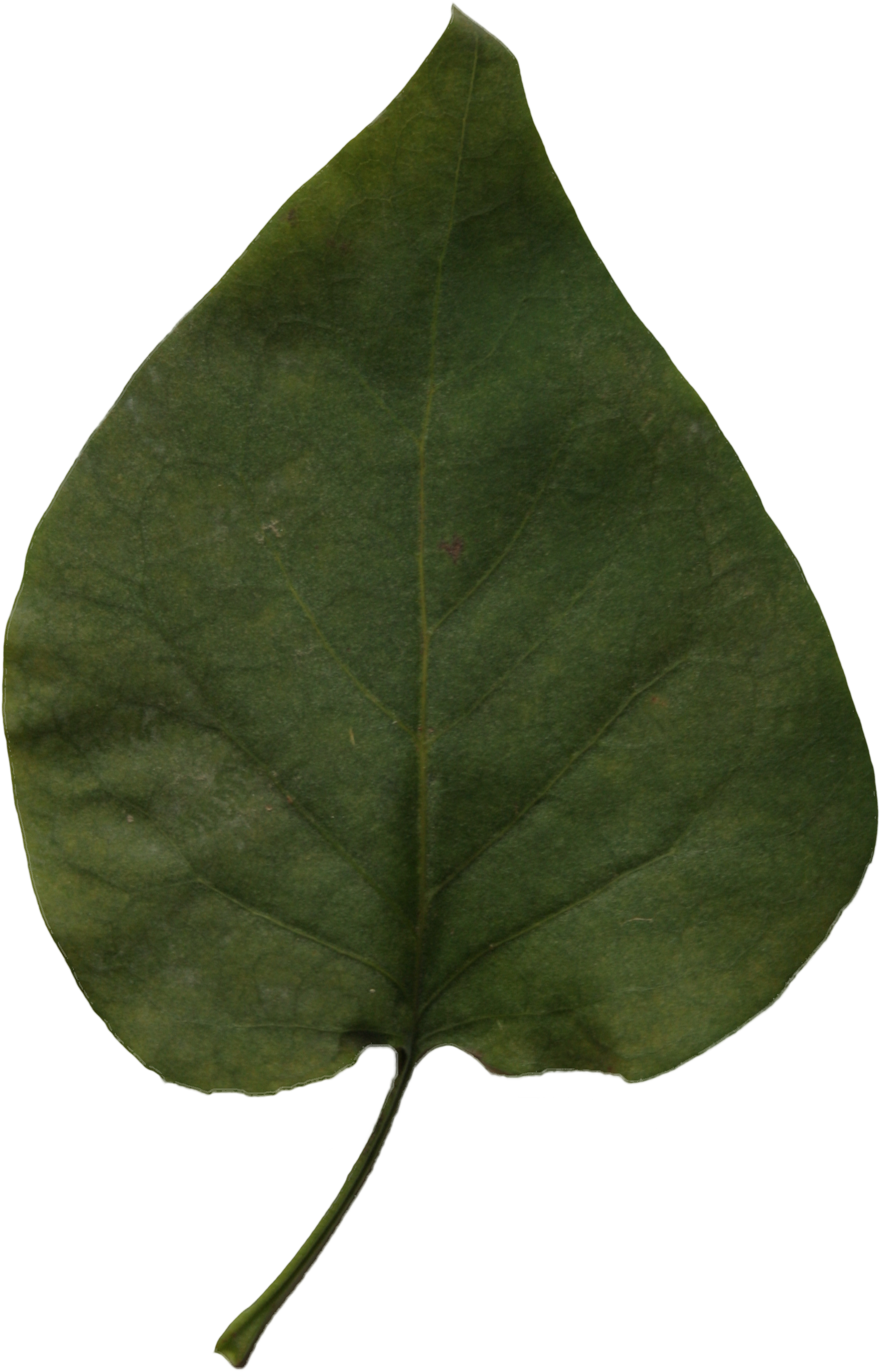 Small Leaf - Leaf Png (2304x3456), Png Download