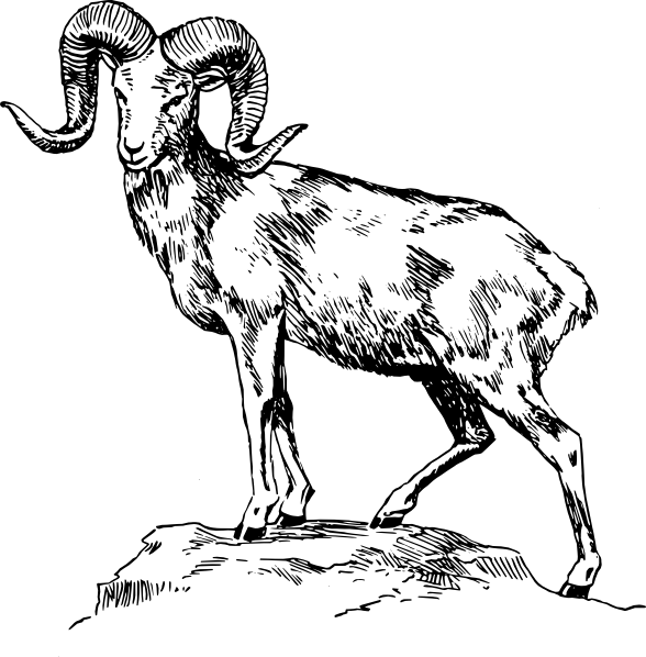 Ram - Mountain Goat Clipart Black And White (588x598), Png Download