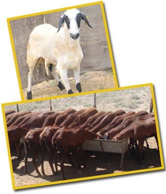 Feeding Lactating Does - Sheep (340x403), Png Download