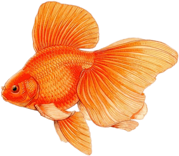 Goldfish With Large Fins Drawing - Peces De Colores En Dibujo (400x400), Png Download