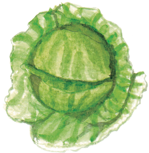 甘藍菜wildcabbage - Watercolor Cabbage Png (520x535), Png Download