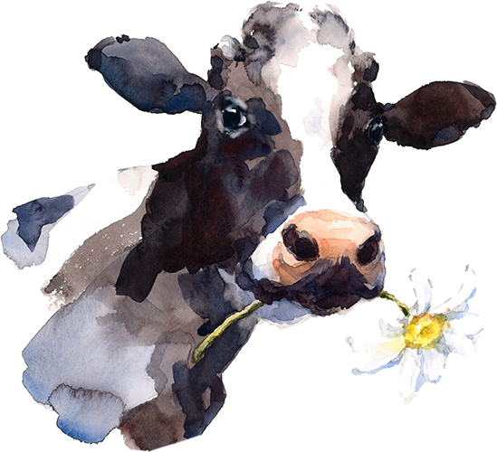 Grünfink Cow - Watercolor Cow Head Png (549x500), Png Download