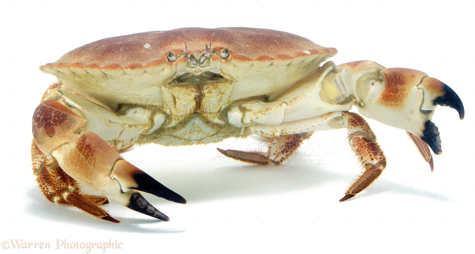Crab Png Image - Edible Crab (1561x839), Png Download