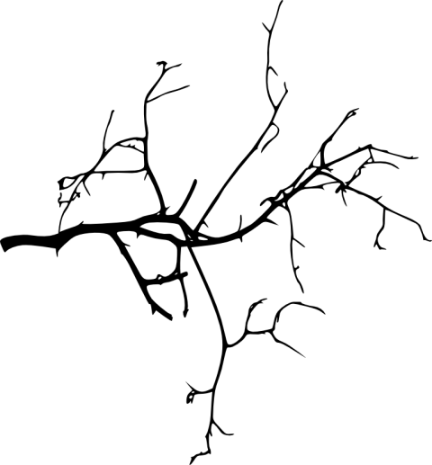 Free Png Tree Branches Silhouette Png Images Transparent - Tree Branch Png Hd (480x517), Png Download