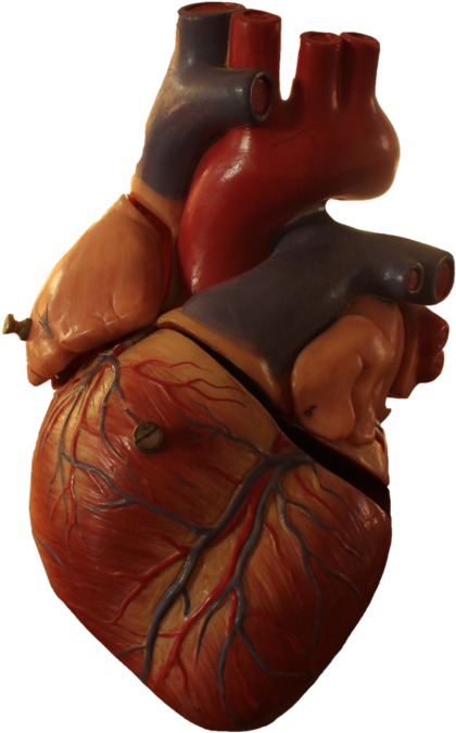 Human Heart Model By Tamarar - Human Heart No Background (730x1095), Png Download