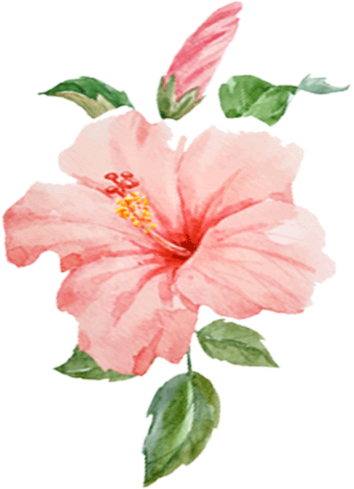 Who - Chinese Hibiscus (508x702), Png Download