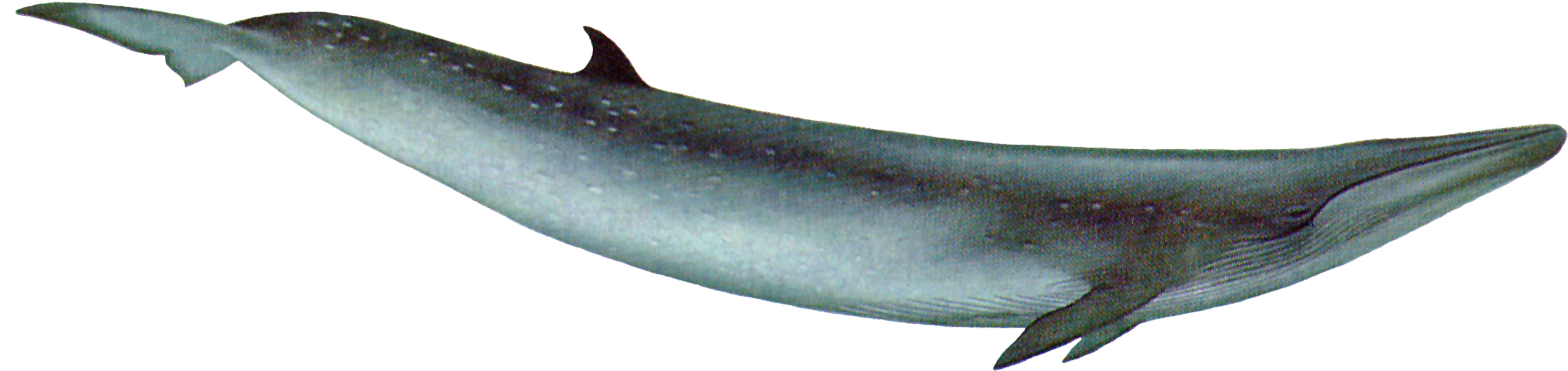 Whale Png - Blue Whale With Transparent Background (3000x777), Png Download