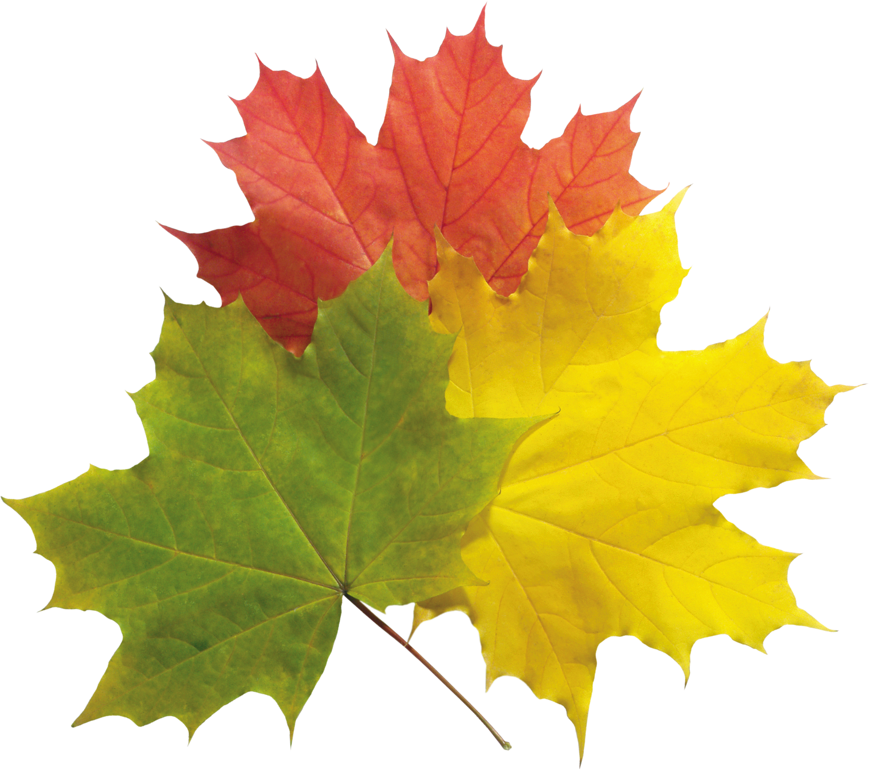 Autumn Leaves Png Image - Autumn Leaf Png (2800x2480), Png Download