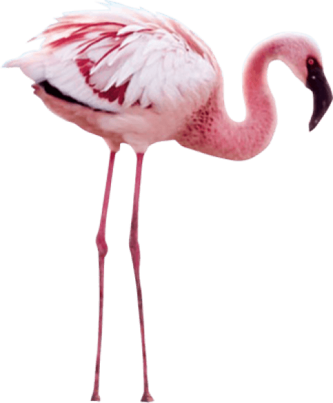 Free Png Flamingo Png Images Transparent - Piazza Dei Miracoli (480x582), Png Download