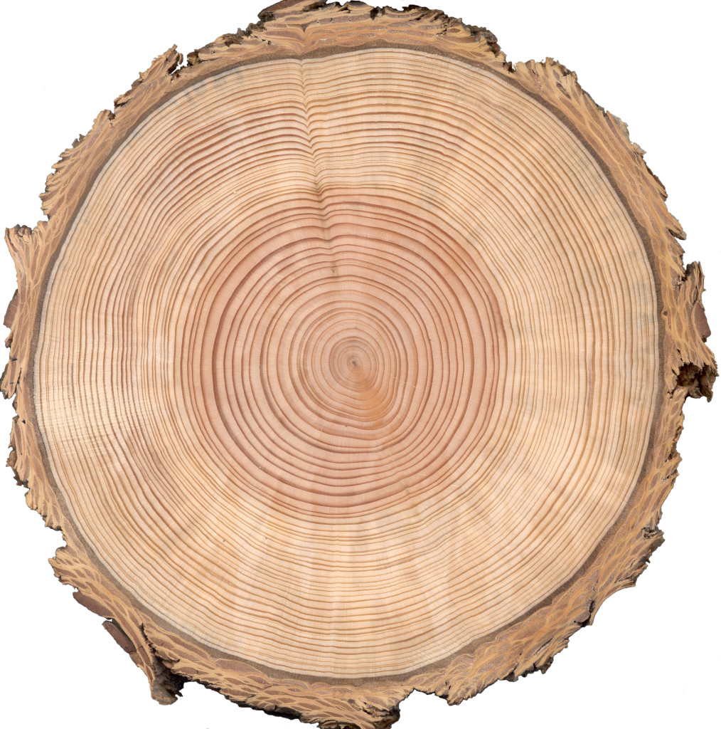 Graphic Royalty Free Stock Wood Slice Clipart - Cross Section Of The Tree Png (1014x1024), Png Download
