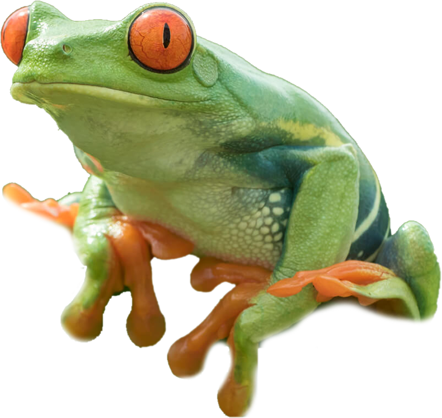 Red Eyed Tree Frog Png (1224x1080), Png Download