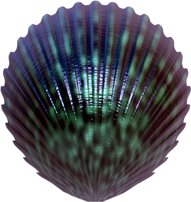 Seashell Png - Portable Network Graphics (894x894), Png Download