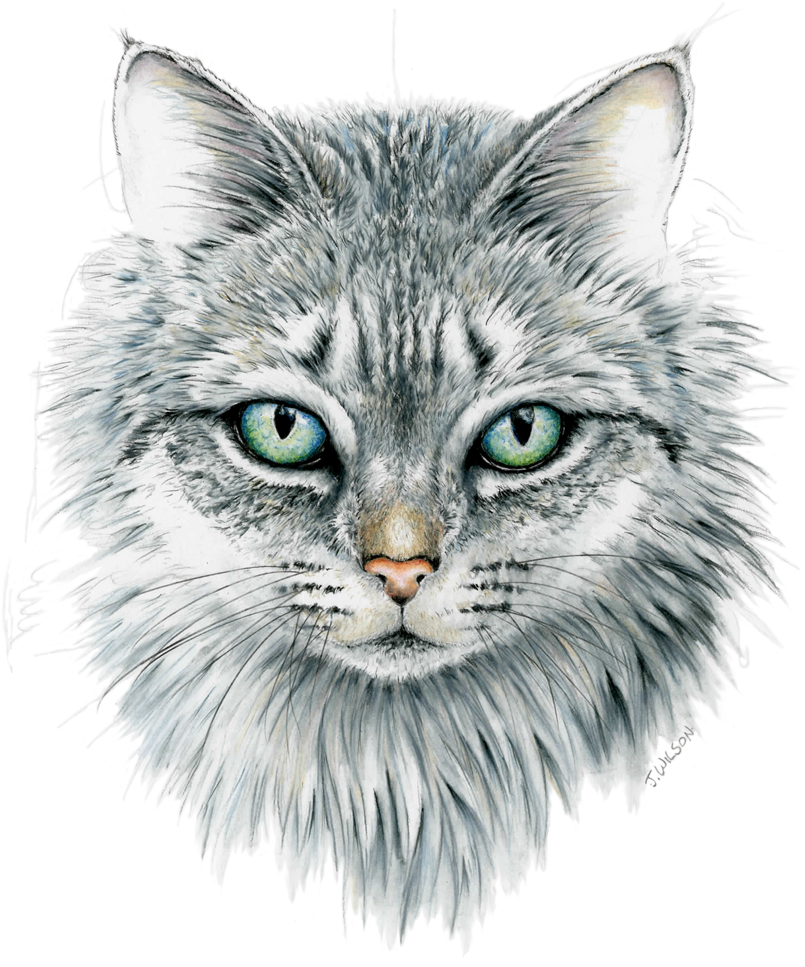 Cat Face 1 V=1533071172 - Cat (1676x2000), Png Download