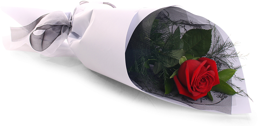 Single Red Rose - Flower (900x443), Png Download