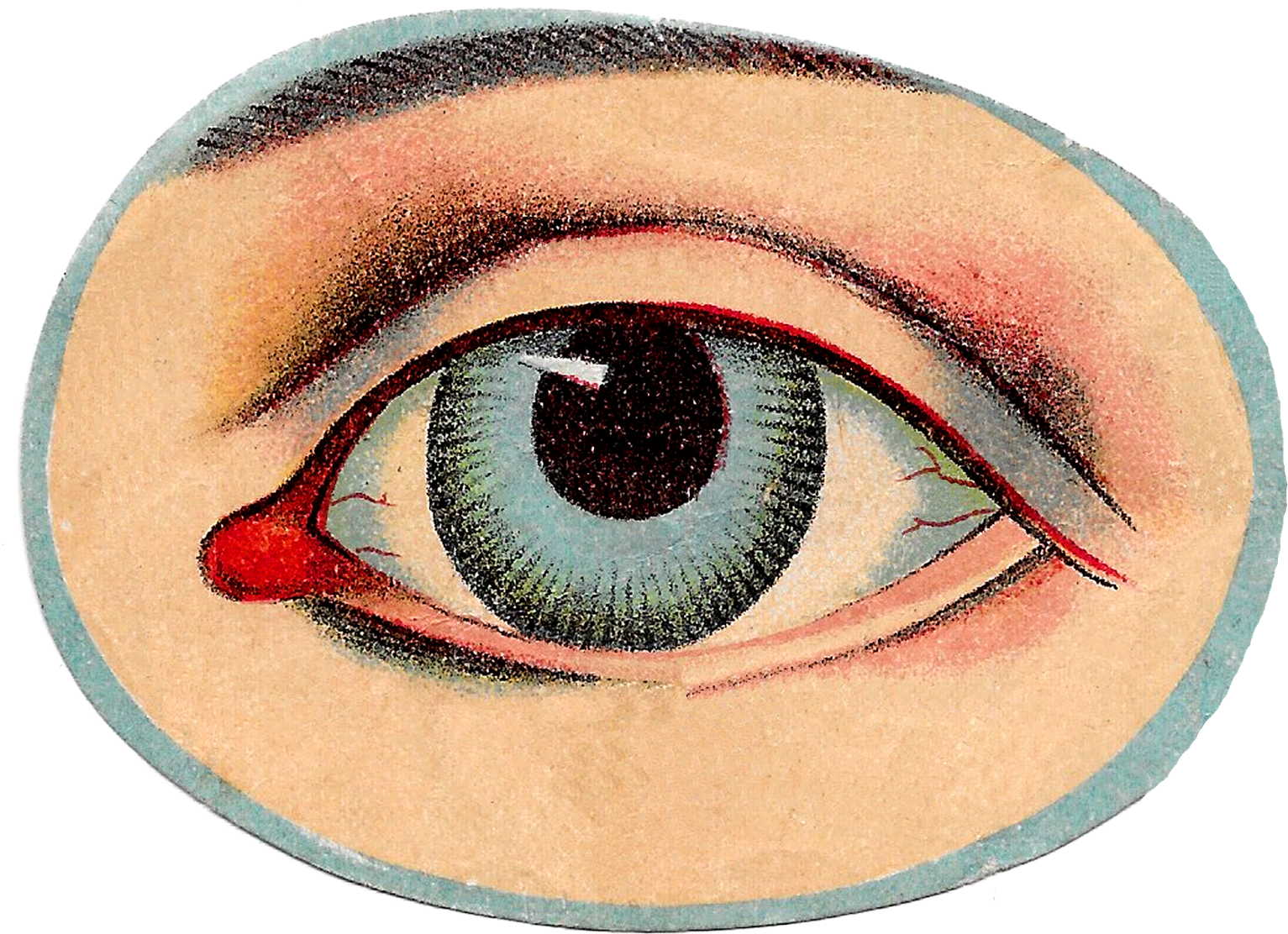 Vintage Human Anatomy Images - Vintage Eye Illustration Png (1600x1194), Png Download