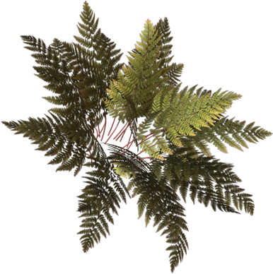 Fern-grand - Pond Pine (400x395), Png Download