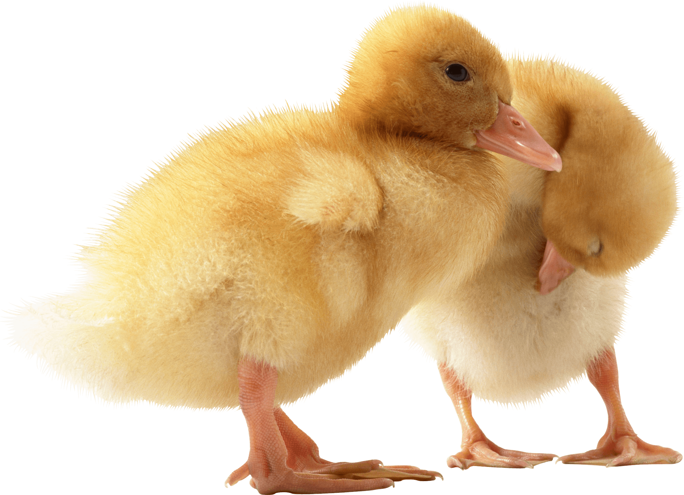 Animals - Small Duck Png (2218x1605), Png Download