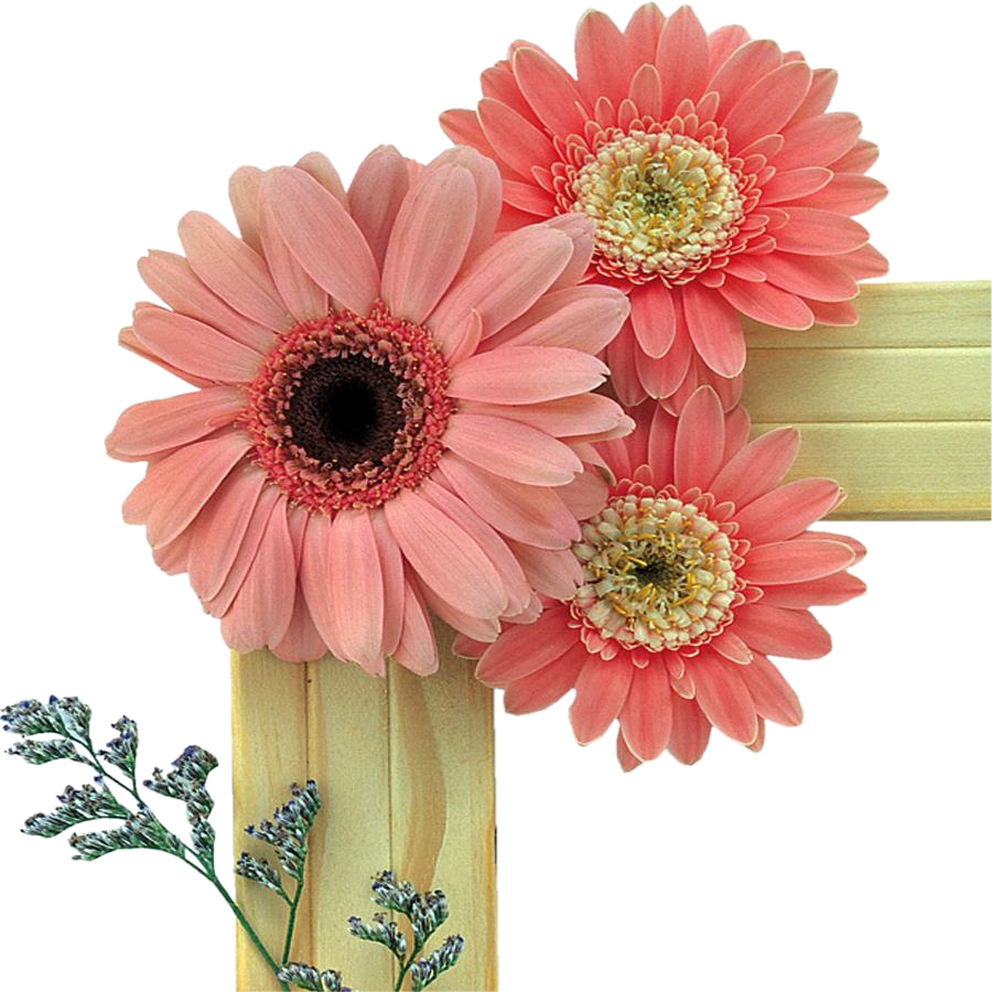 File Format, Png Format, Photoshop, Clip Art, Daisy, - Frienship Friendship Kavithaigal Tamil (900x900), Png Download