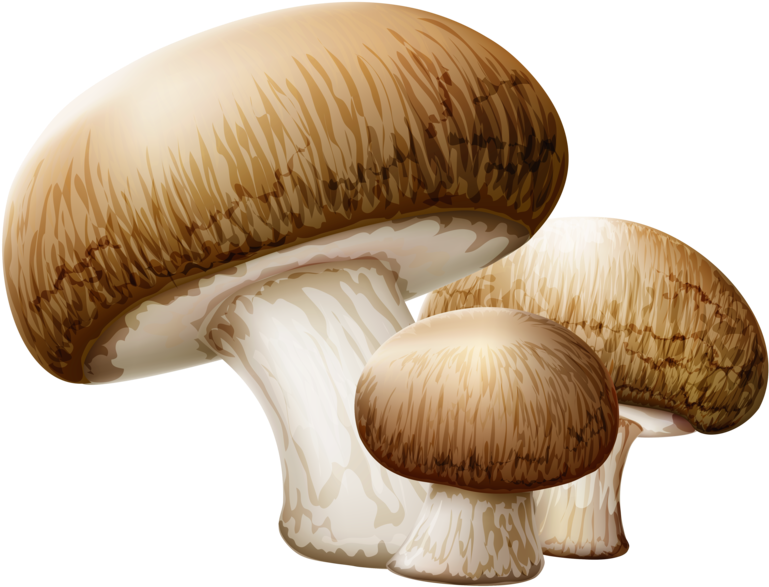 0, - Mushroom Clipart No Background (600x459), Png Download