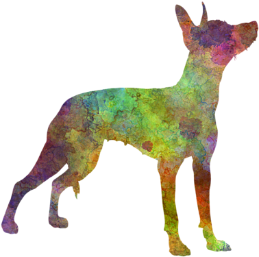 Bleed Area May Not Be Visible - Xoloitzcuintle January Notebook Xoloitzcuintle Record, (600x480), Png Download