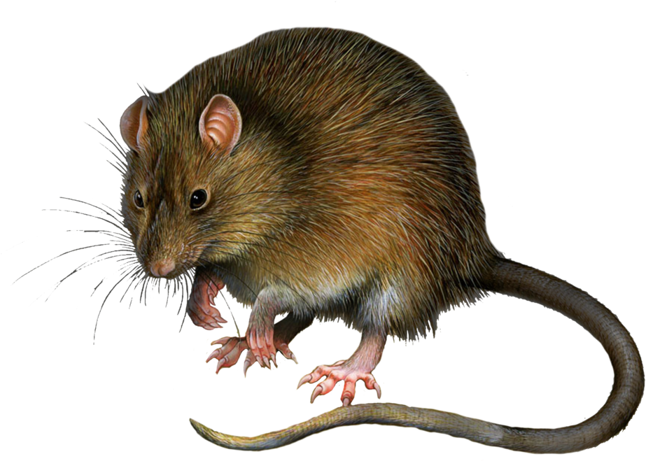 Rat Png Download Image - Rat Png (1024x746), Png Download