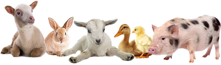 Charmingfare - Petting Zoo Png (800x250), Png Download