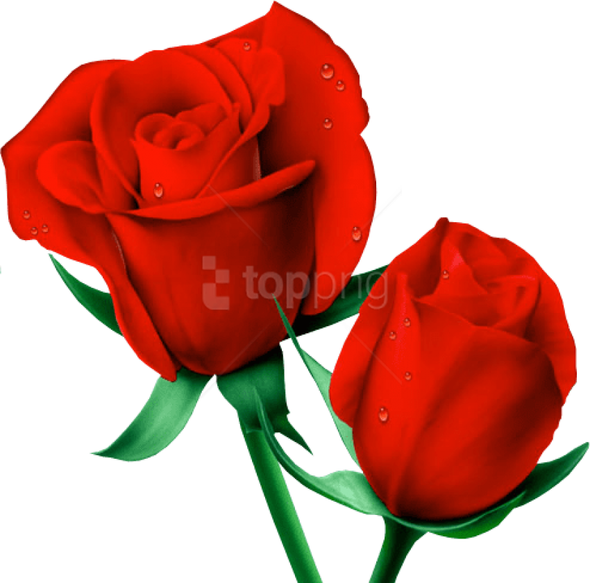 Red Large Painted Roses Png Clipart - Des Roses Rouges (494x488), Png Download