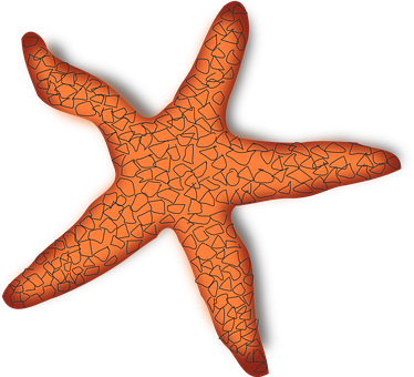 Starfish Marine Creature Life Sea Ocean Tr - Estrellas De Mar Roja (374x340), Png Download