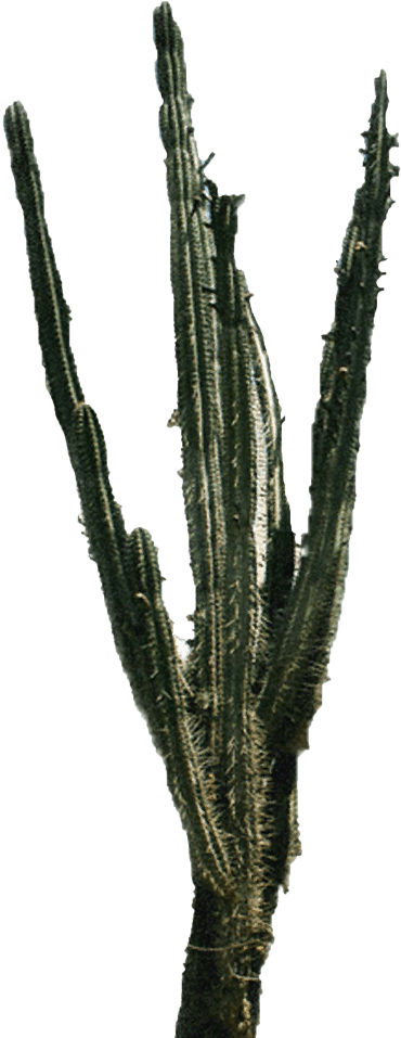 Free Png Cactus Png 2 Png Images Transparent - Cactus Png (480x960), Png Download