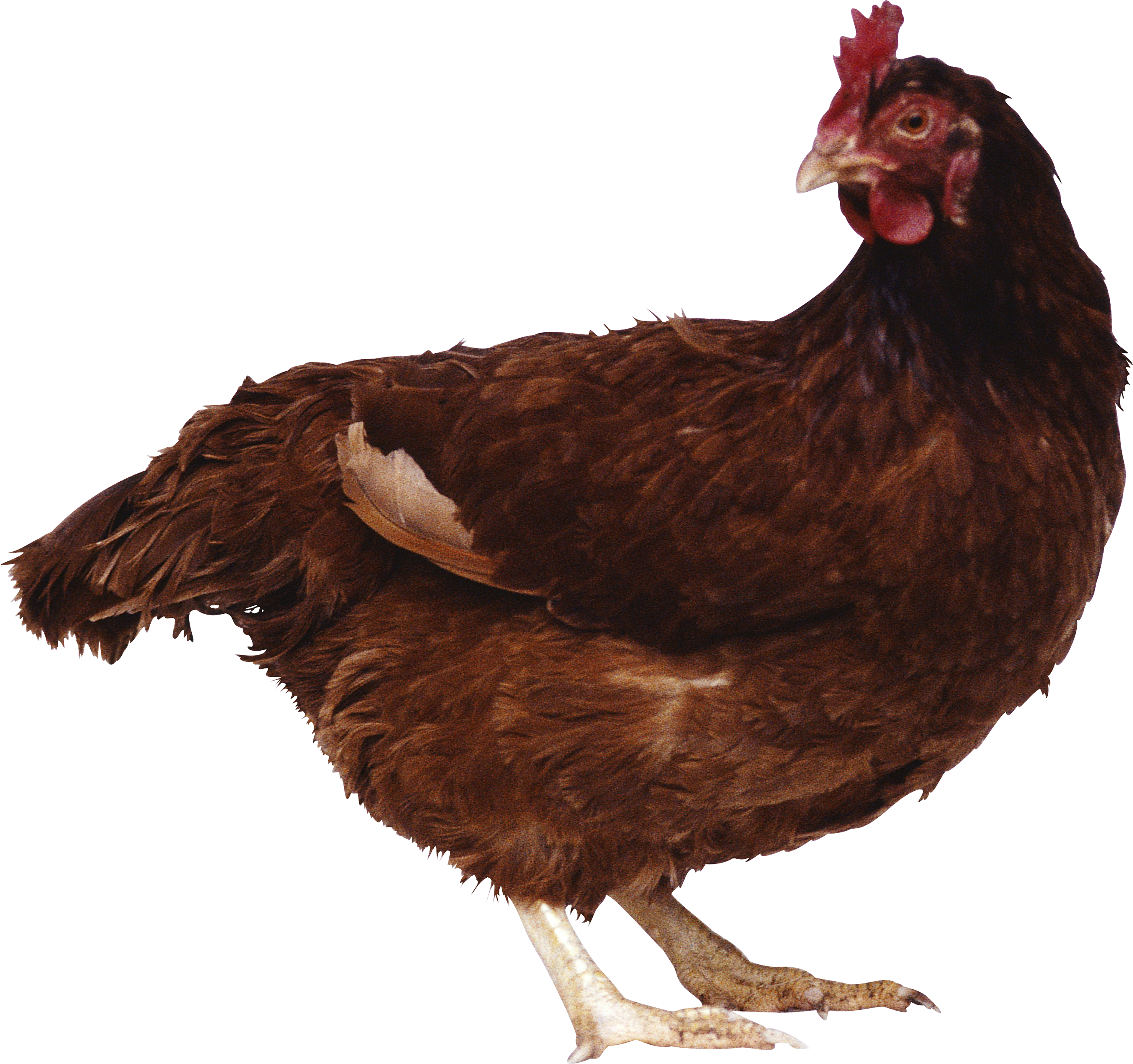 Clip Library Download Chicken Png Image - Biology One: An Interactive Biology Tutorial (2700x2536), Png Download