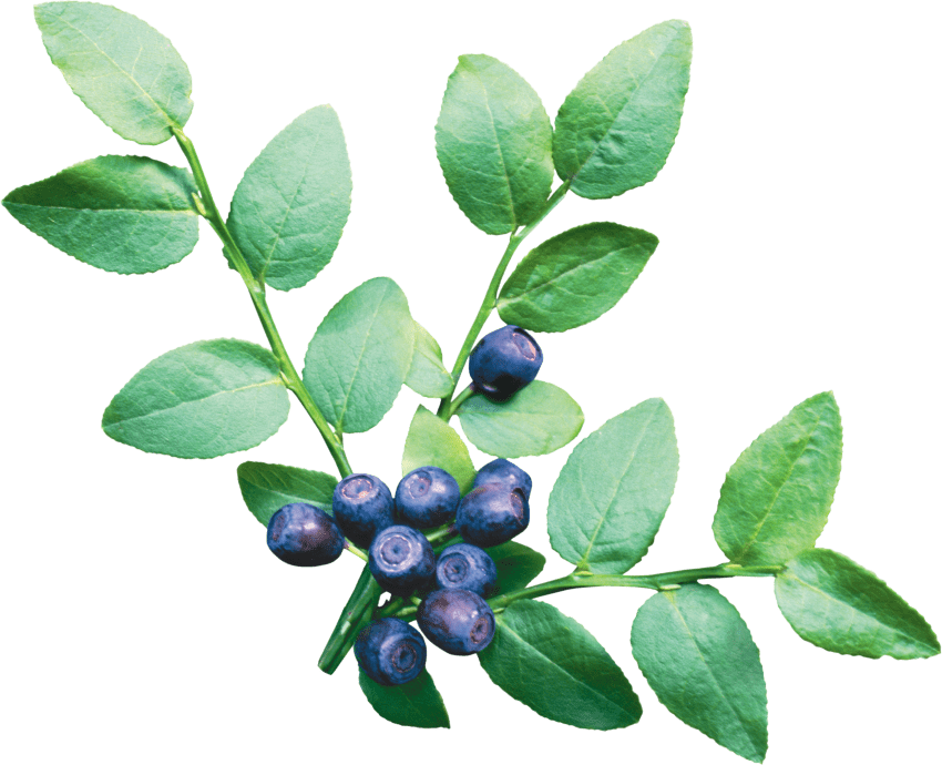 Free Png Blueberry Png Images Transparent - Food Icons (850x690), Png Download