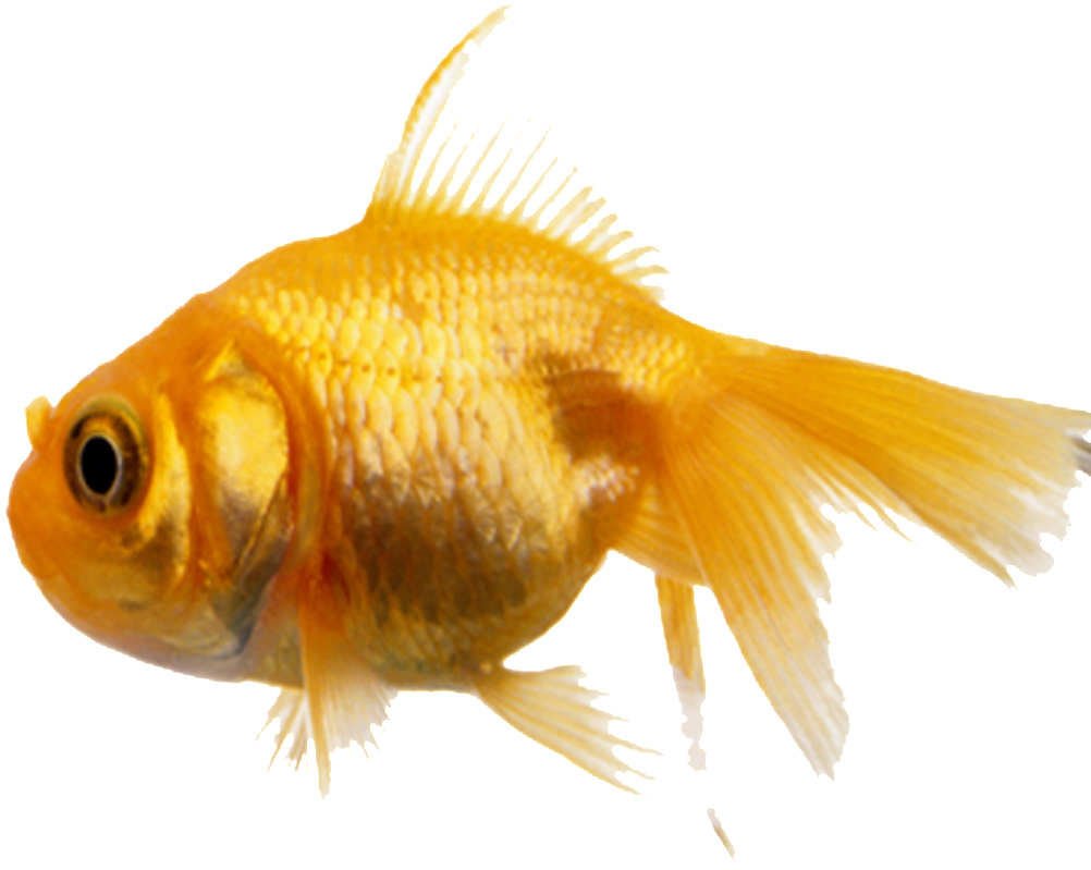 Aesthetically Beautiful Small Fish Static Png - Goldfish (1024x1024), Png Download